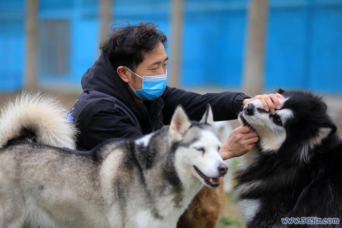 成都一家宠物户外寄养基地的使命主谈主员在检察狗狗情况。视觉中国 贵府图